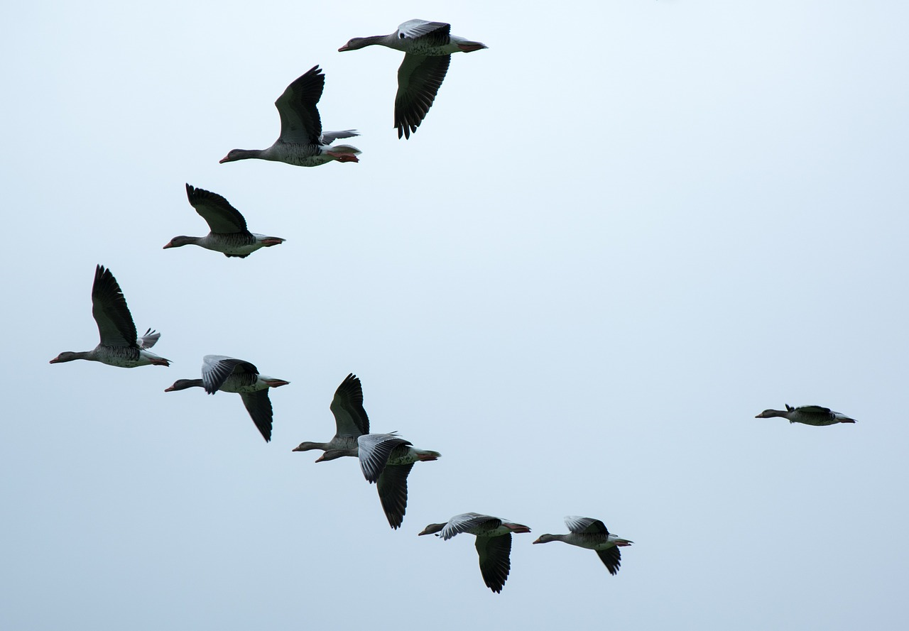 Flying Geese